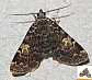 idia_calvaria
