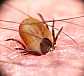ixodes_ricinus