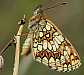mellicta_athalia_revers_1