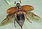 melolontha_melolontha_male_ailes