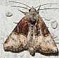 mesoligia_furuncula