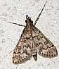 metasia_ophialis