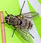 microphthalma_europea