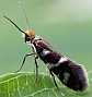 micropterix_schaefferi