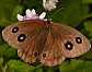 minois_dryas_femelle