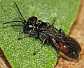 miscophus_bicolor_group