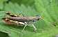 myrmeleotettix_maculatus_male