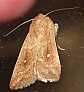 mythimna_albipuncta_femelle