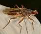 norellia_spinipes_femelle