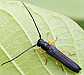 oberea_linearis