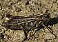 omocestus_haemorrhoidalis