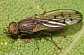 opomyza_florum