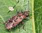 orsillus_depressus