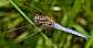 orthetrum_coerulescens_male