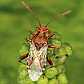 rhopalus_parapunctatus