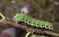 saturnia_pyri_chenille