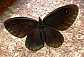 satyrus_ferula_male