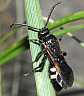 scolia_sexmaculata_male
