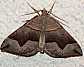 scotopteryx_moeniata_male