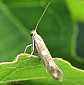 scythris_scopolella