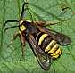 sesia_apiformis_4