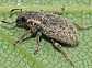 sitona_hispidulus