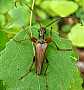 stenocorus_meridianus_male