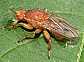 suillia_gigantea_1