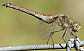 sympetrum_srtriolatum_femelle