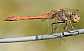 sympetrum_striolatum_male