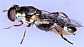 syritta_pipiens_femelle