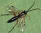 syrphoctonus_tarsatorius_femelle