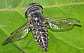 tabanus_cordiger_male