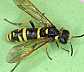 tenthredo_marginella_femelle