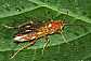 tenthredopsis_scutellaris_femelle