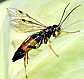 tenthredopsis_stigma_excisa