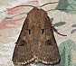 agrotis_exclamationis_male