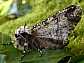 biston_strataria