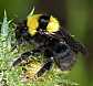 bombus_argillaceus_reine