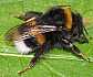 bombus_terrestris