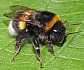 bombus_terrestris_1