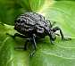 brachycerus_sinuatus