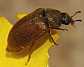 byturus_ochraceus_1