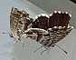 cacyreus_marshalli_copula