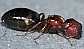 camponotus_truncatus_major
