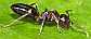 camponotus_truncatus_minor_1