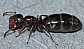 camponotus_truncatus_reine