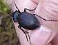 carabus_banoni