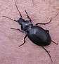 carabus_banoni_1
