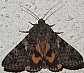 catocala_nymphaea_male